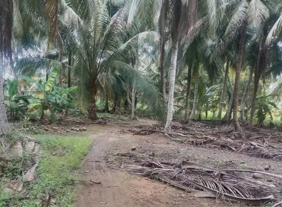 Đất nền Bình Phú, Càng Long 1375m² giá chỉ 1.3 tỷ - Cơ hội đầu tư hấp dẫn!