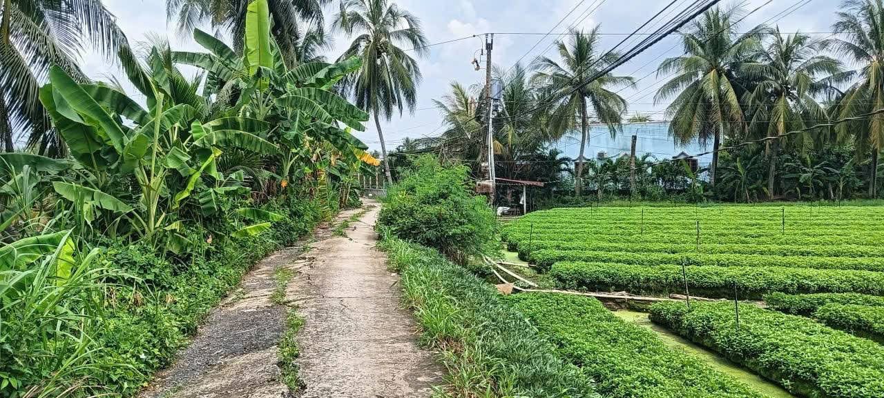 Đất ruộng 2.000m² chính chủ, xã Tam Hiệp, Châu Thành - Đầu tư sinh lời ngay!