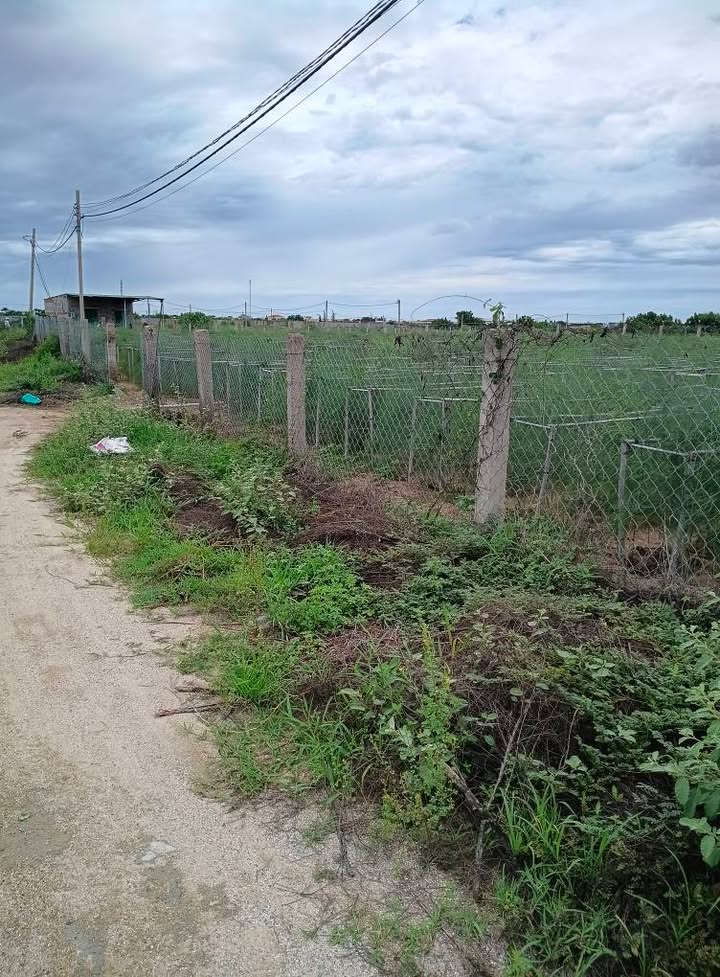 Đất nông nghiệp An Hải 925m² giá 650 triệu - Đầu tư sinh lời ngay!