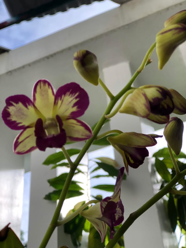 Đất nền mặt tiền Trần Huy Liệu - Khuê Trung 98m² giá chỉ 5 tỷ - Cơ hội đầu tư lý tưởng!