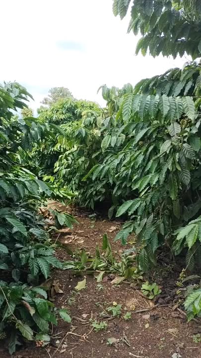 Đất nền Cư M'gar Đắk Lắk 780m² giá 1.7 tỷ - Cơ hội đầu tư hấp dẫn!