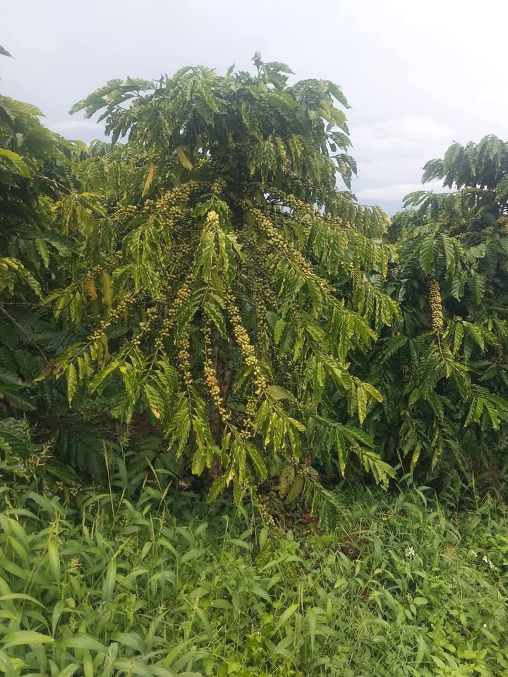 Đất tách thửa xã Liên Hà, 3003m², giá 2.2 tỷ - Đầu tư sinh lời hấp dẫn!