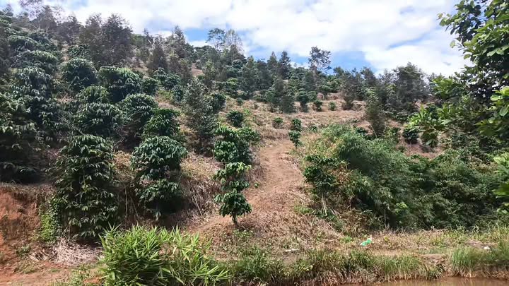 Đất nền Tân Hà, Lâm Hà 10.000m² giá chỉ 850 triệu - Cơ hội đầu tư tuyệt vời!