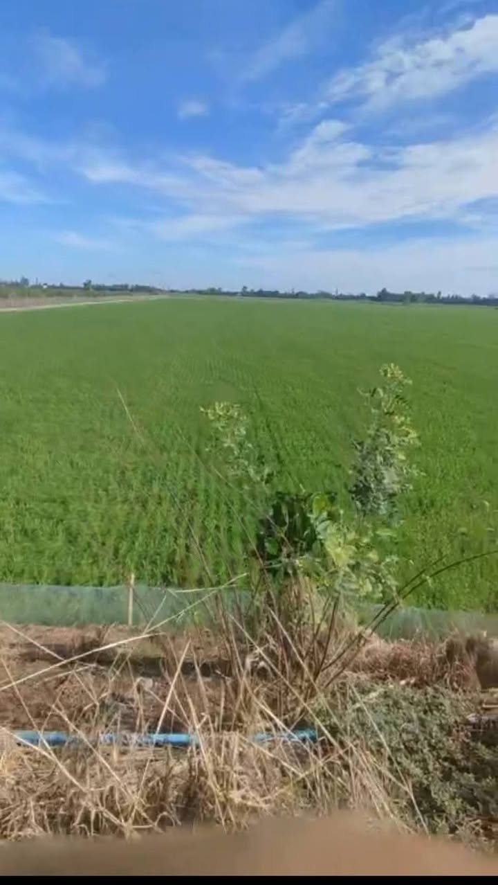 Đất nông nghiệp 10.000m² tại xã Thanh Lợi, Tháp Mười - Giá chỉ 1.85 tỷ!