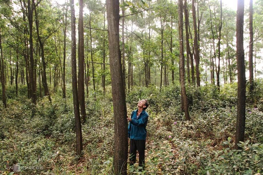 Đất rừng trồng gỗ lát 20ha tại Cẩm Bình, Thanh Hoá - Đầu tư sinh lời lý tưởng!