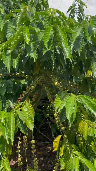 Farm 2ha1 tại Thôn Tân Sang, Sa Thầy - Giá chỉ 2 tỷ VND - Đầu tư sinh lời