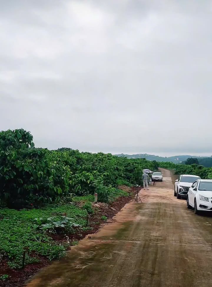 Bán đất Nam Hà – Lâm Hà 503m² giá 1.25 tỷ - Đầu tư sinh lời cao