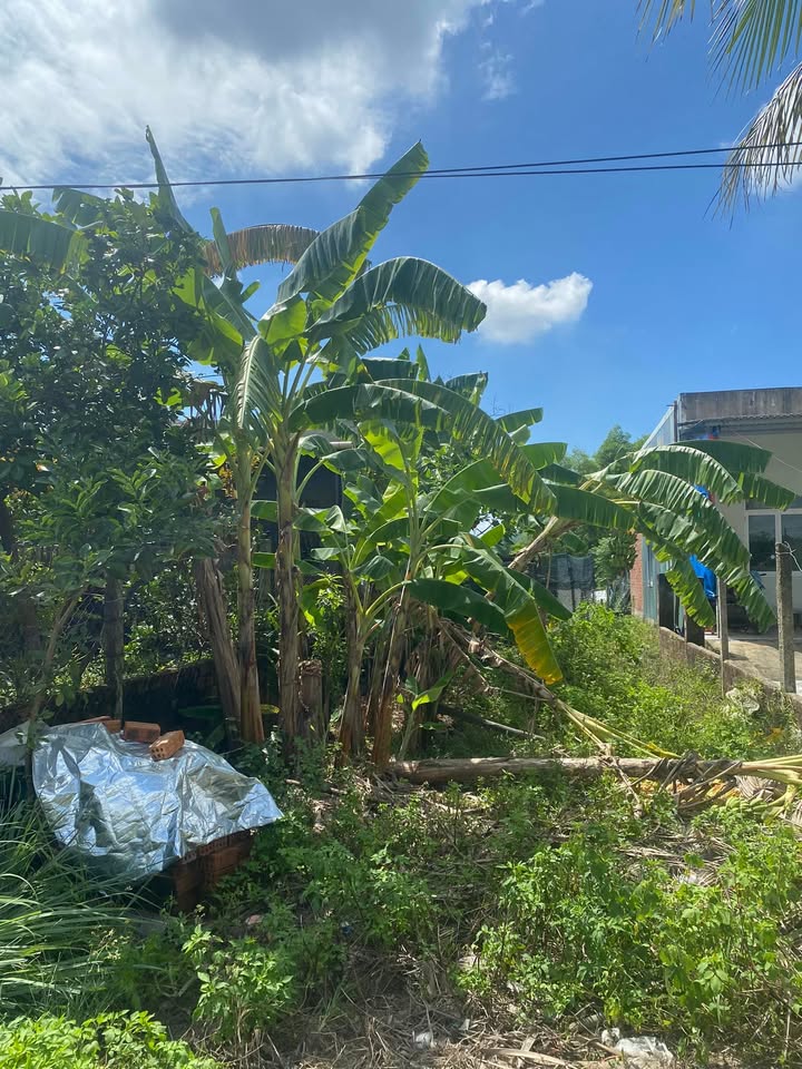 Đất nền Hòa Khương 150m² giá 1.1 tỷ - Đầu tư sinh lời ngay!