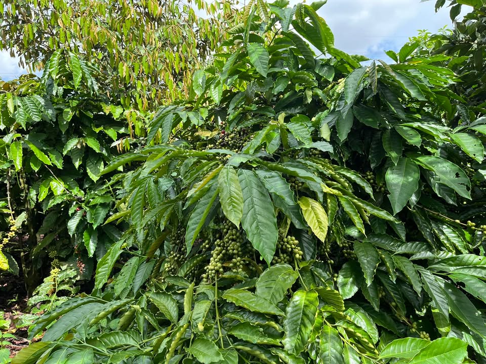 Đất nền 2324m² tại Kiến Thành, Đắk R'Lấp chỉ 1.45 tỷ - Cơ hội đầu tư tuyệt vời!