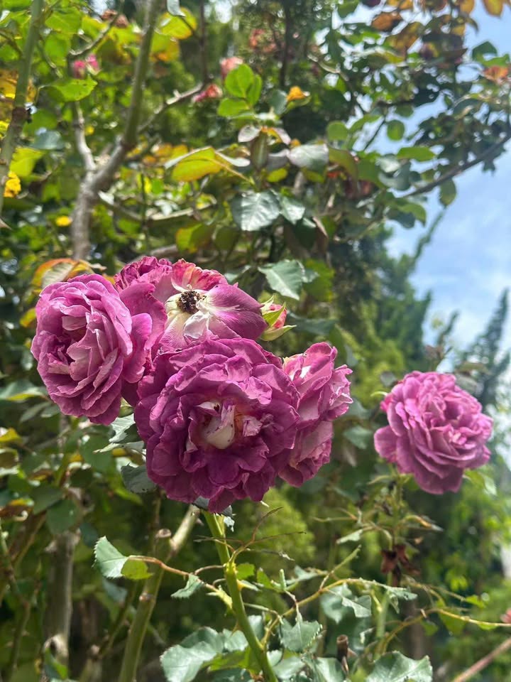 Nhà bán gấp đường Bạch Đằng, Đà Lạt 294m² giá chỉ 3.5 tỷ - Cơ hội đầu tư tuyệt vời!