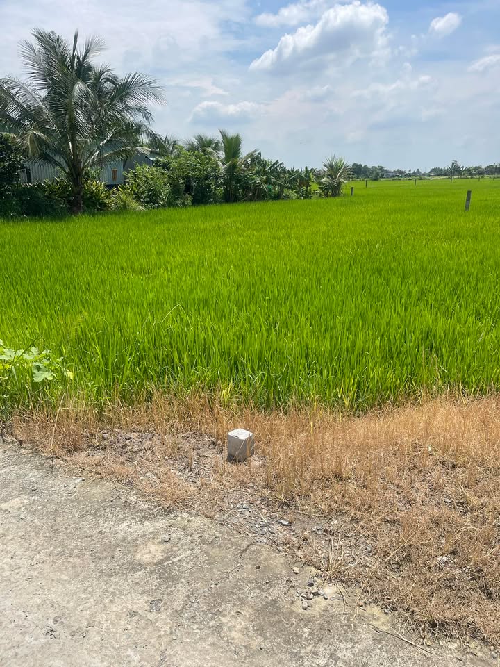 Đất nền Tân Phước Tây 3.200m² giá 1.12 tỷ - Mặt tiền đường Nguyễn Thị Nhứt