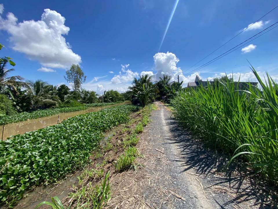 Đất nền Phong Mỹ Đồng Tháp 9000m² giá chỉ 220 triệu - Cơ hội đầu tư hấp dẫn!