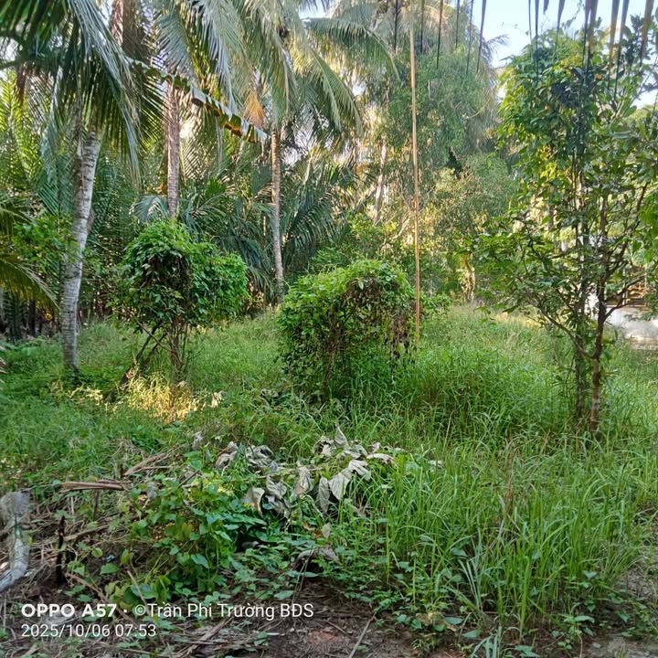 Đất thổ cư 300m² Thanh Tân Mỏ Cày Bắc 2500m² giá 1.3 tỷ - Đường ô tô vào tận nơi!