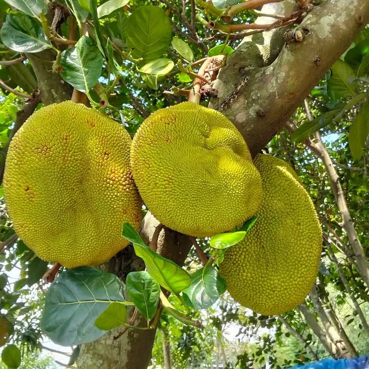 Đất nông nghiệp Tân Thạnh Đông 2800m² giá 1.96 tỷ - Đầu tư sinh lời ngay!