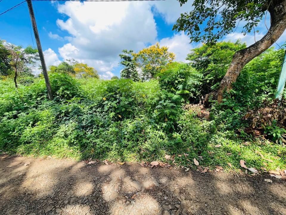 Đất hẻm chính 196 Lê Thánh Tôn, Pleiku 444.25m² giá 2.5 tỷ - Hướng Đông Nam, thương lượng!