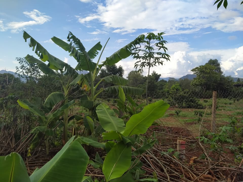 Lô đất thổ cư Đào Duy Từ, Biển Hồ 175m² giá thỏa thuận - Tiềm năng đầu tư lớn!