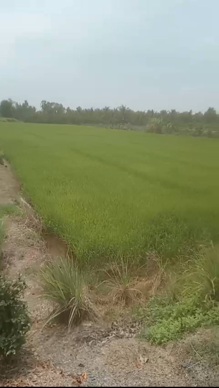 Đất vuông đẹp 3950m² tại xã Tân Hòa, Bến Lức - Giá chỉ 3.358 tỷ