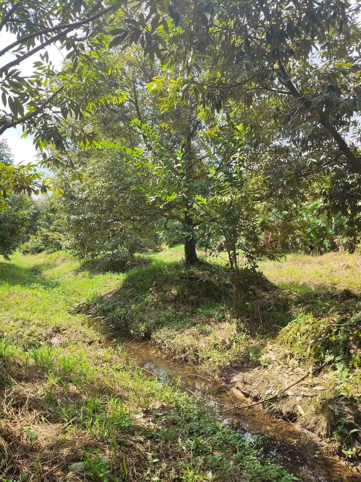 Vườn sầu riêng 8000m² tại Phú An, Cai Lậy - Đầu tư sinh lời hấp dẫn!