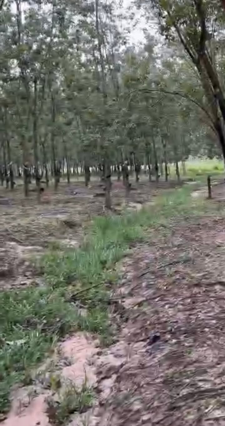 Đất cao su 36.000m² tại Thạnh Tây, Tân Biên - Giá 1.35 tỷ, đầu tư sinh lời!