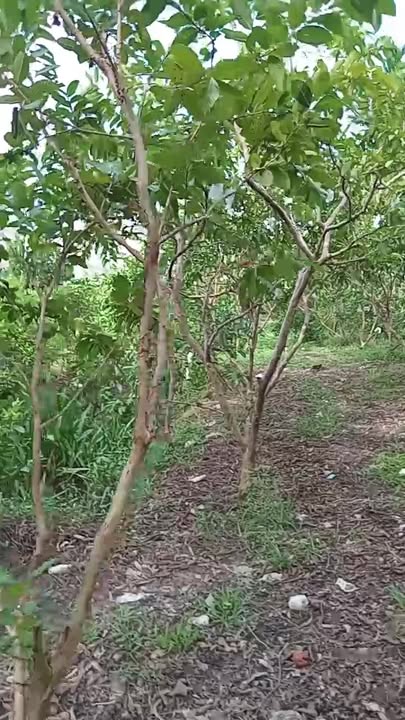 Đất vườn Nhơn Mỹ, Kế Sách 3000m² giá 5.3 tỷ - Thiên đường nghỉ dưỡng cho gia đình!