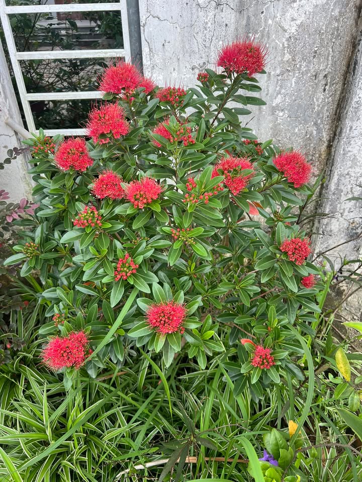 Đất nền tái định cư An Sơn Dĩ An 100m² giá 2.35 tỷ - Đầu tư sinh lời tiềm năng!