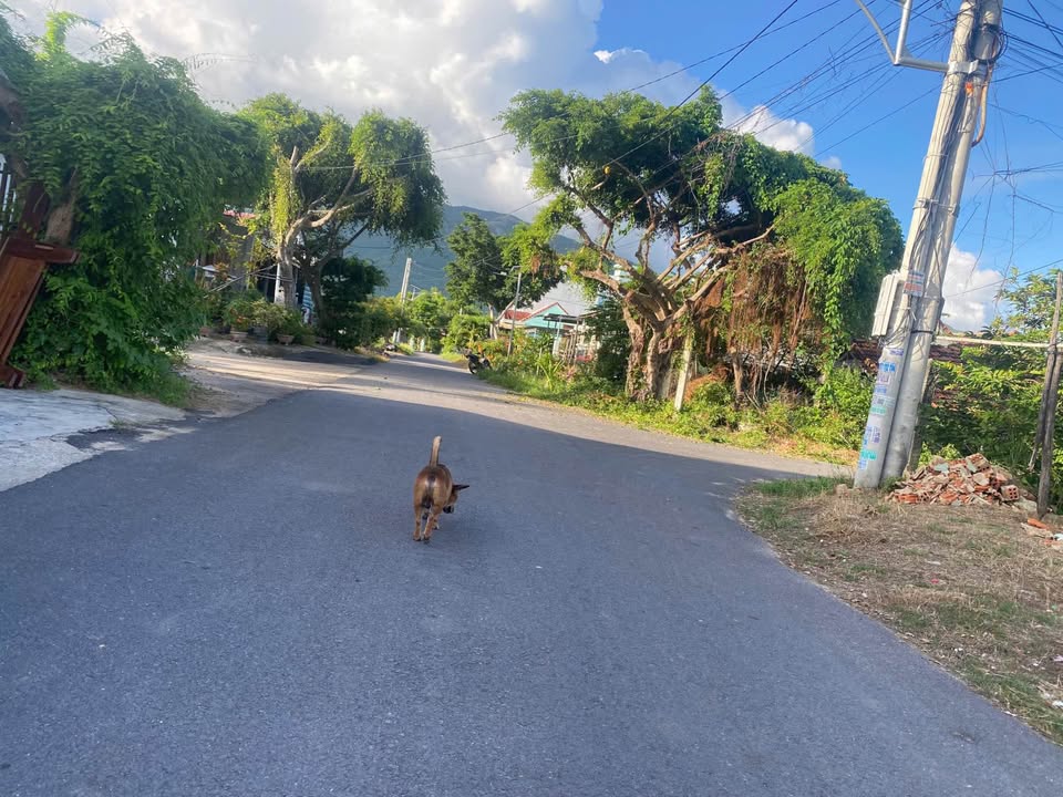 Đất nền Tân Phước Tây, Vạn Ninh 110m² giá 1.5 tỷ - Đầu tư sinh lời ngay!