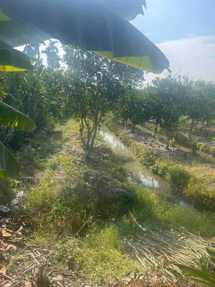 Đất vườn 1.000m² tại Phú Cường, Cai Lậy - Giá chỉ 1.9 tỷ, Mặt tiền xe hơi!