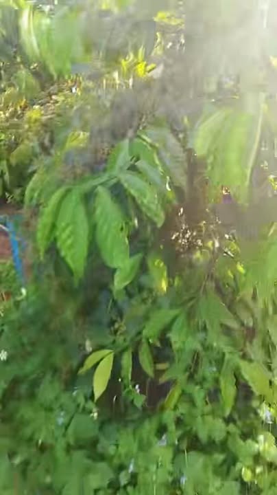 Đất rẫy Ea Nuôl Buôn Đôn 7.7 sào giá 1.7 tỷ - Đầu tư sinh lời hấp dẫn!