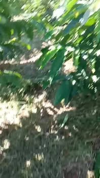 Đất kinh doanh cà phê 120m² tại Đam Rông, Lâm Đồng giá 5 tỷ - Sổ đỏ chính chủ!