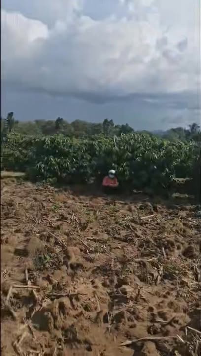 Bán vườn cà phê tại Ea Păl, Đắk Lắk 1,5ha giá 540 triệu - Cơ hội đầu tư sinh lời!