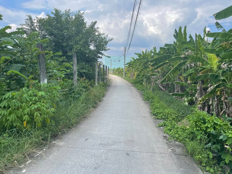 Đất lúa 2561m² xã Long Thương, Cần Giuộc - Giá tốt, thương lượng ngay!