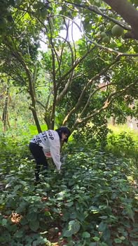 Mảnh đất Farm 15.800m² tại Quyết Thắng, Lạc Sơn - Giá 3 tỷ, Tiềm năng sinh lời cao!