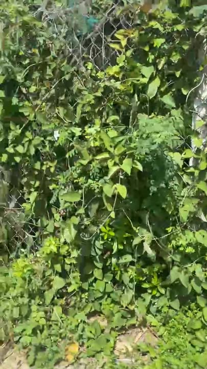 Đất nền Phú Hiệp 132m² giá rẻ - Cần bán gấp!