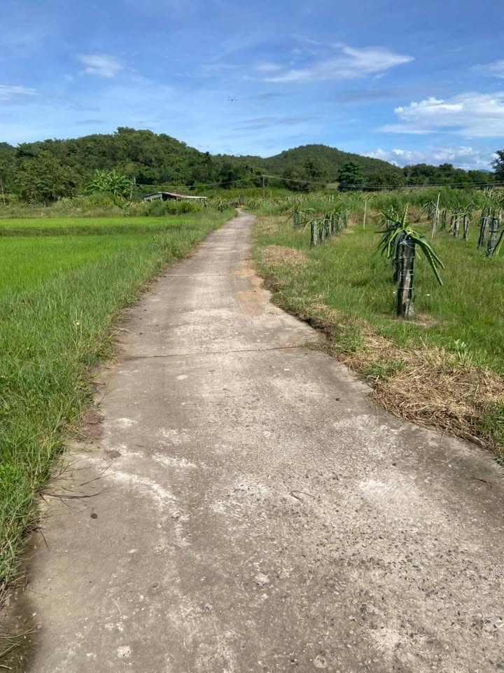 Đất 1 sào 5 cây lâu năm tại Thuận Hòa, Hàm Thuận Bắc - Giá chỉ 320 triệu VND!