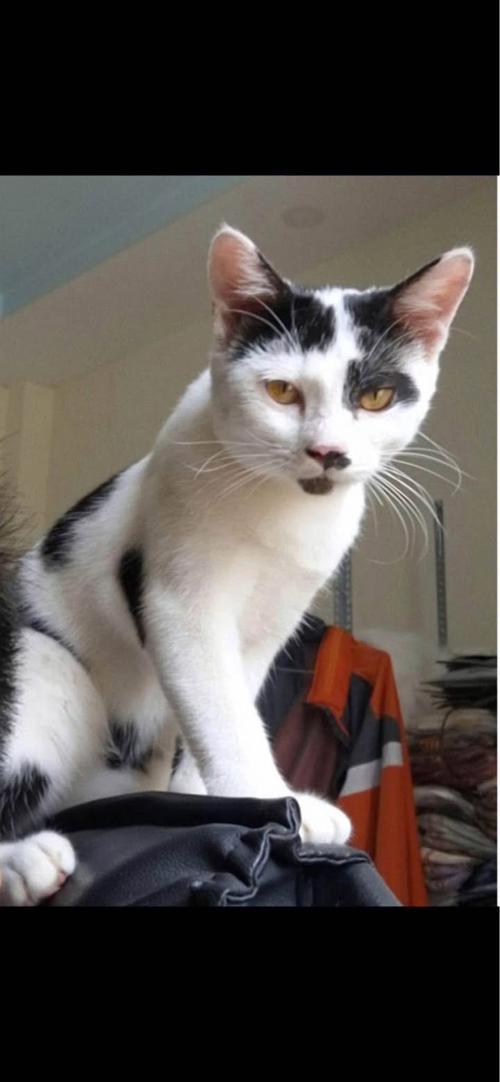 Nhà CHDV Phường 12 Gò Vấp 84m² giá 19 triệu - Lợi nhuận ổn định ngay lập tức!