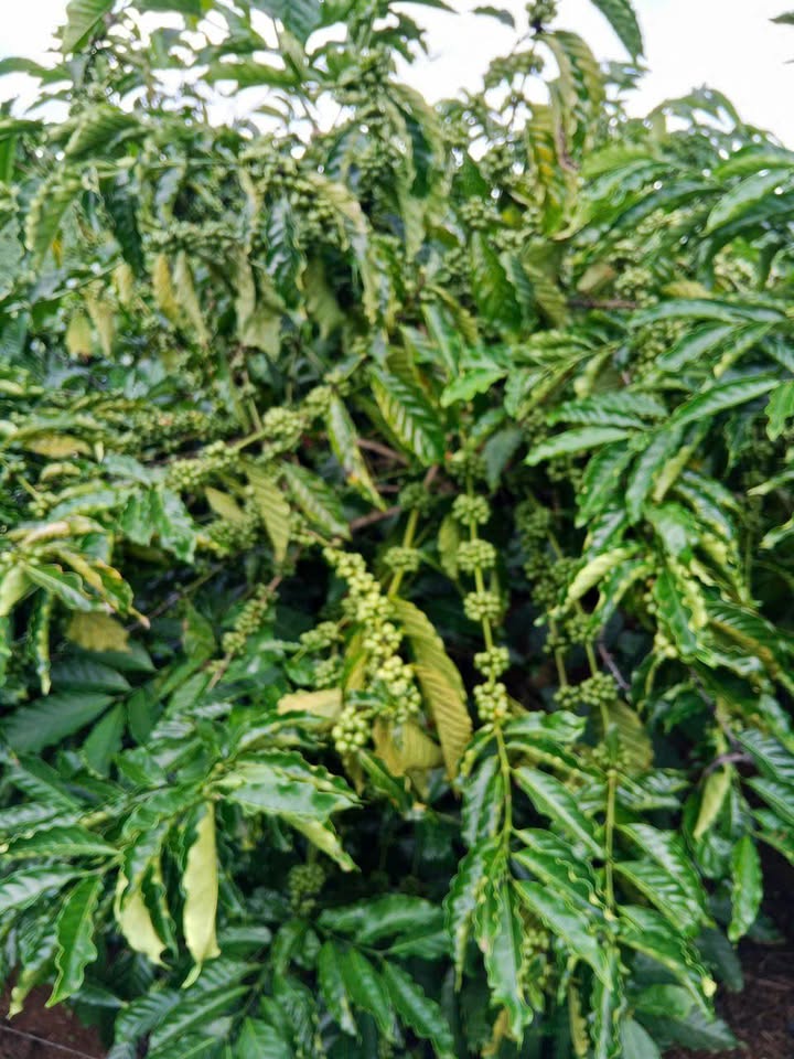 Farm cà phê xen sầu riêng 1,8ha tại Ia Tiêm, Chư Sê - Giá 3,5 tỷ, cơ hội đầu tư hấp dẫn!