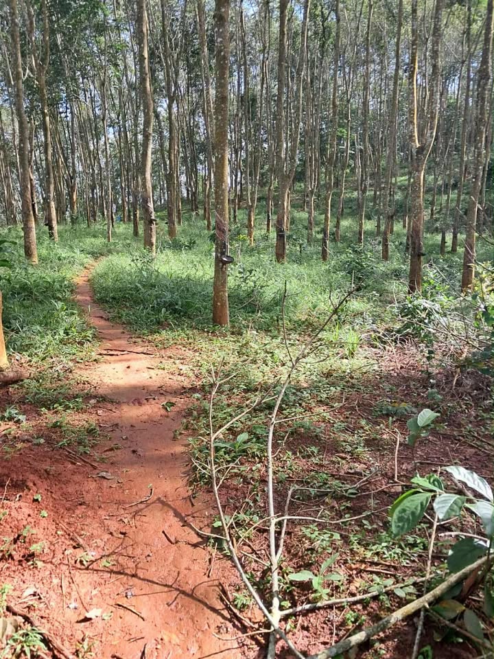 Đất thổ cư 2,6ha tại Đức Thuận, Đắk Mil - Giá chỉ 2,2 tỷ VND, Sổ đỏ chính chủ!