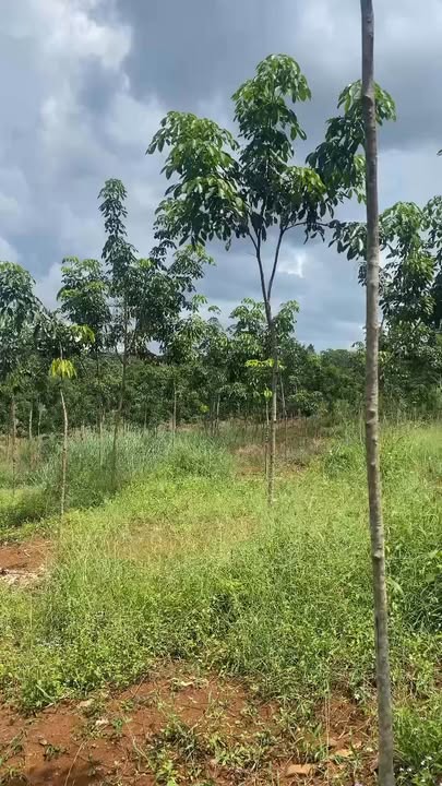 Đất nền Phước Tân 40.200m² giá 4 tỷ - Mặt tiền đường nhựa thuận lợi!