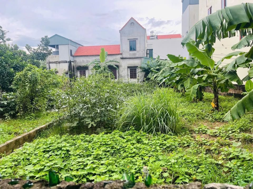 Đất chính chủ bán tại xã Tự Nhiên, Thường Tín 107.6m² - Đường thông, ô tô vào tận nơi!