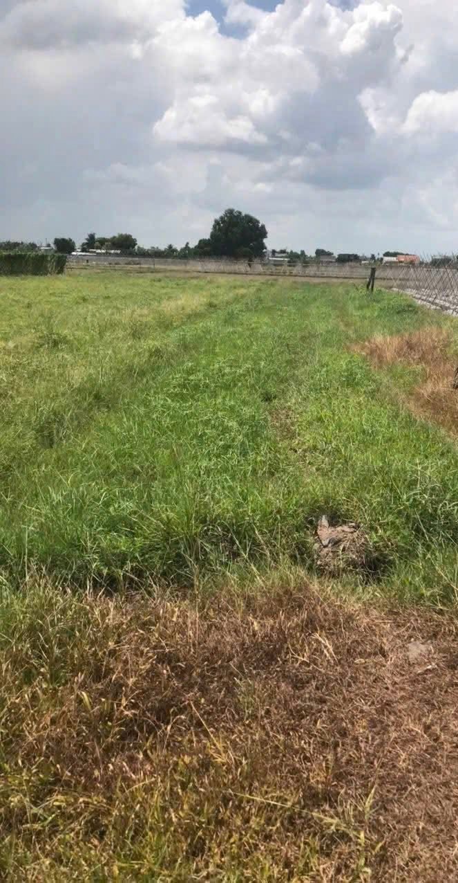 Đất nền ấp Rừng Dầu, Đức Hòa, 88m² giá 490 triệu - Bán gấp, thiện chí bớt lộc!