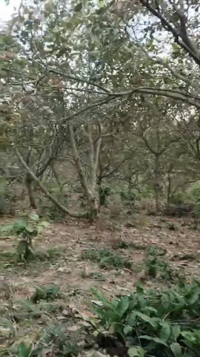 Đất Farm 4ha Phước Tân, Phú Riềng giá chỉ 3.45 tỷ - Mặt tiền 260m đường lớn!