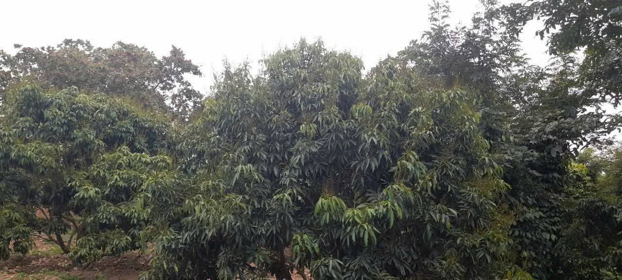 Đất nông nghiệp Cư Ni Ea Kar 1ha giá chỉ 1.2 tỷ - Đầu tư sinh lời ngay!