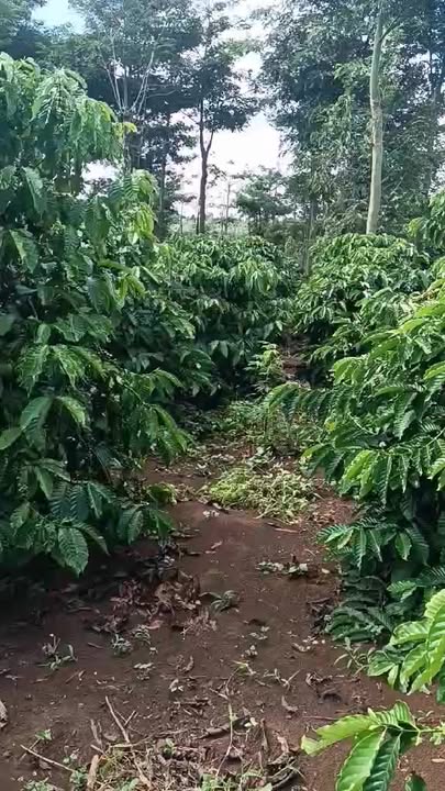 Đất nền 8,6 sào tại xã Ea Blang, Buôn Hồ chỉ 5,17 tỷ - Đầu tư sinh lời ngay!