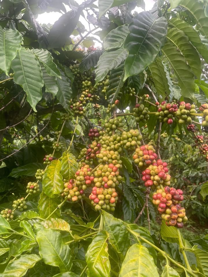 Đất nền Cư Dliê M'nông 900m² giá 1.8 tỷ - Đầu tư sinh lời ngay!