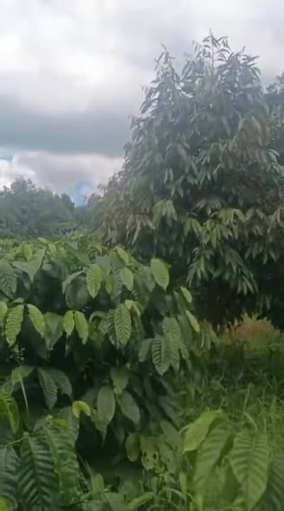 Đất nền Chư Prông 180m² giá 630 triệu - Gần nhà máy tôn Lương Tâm!