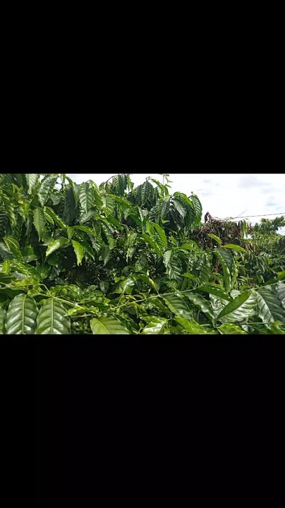 Farm Đắk Wer 35.000m² giá 10 tỷ - Tiềm năng thu nhập ổn định