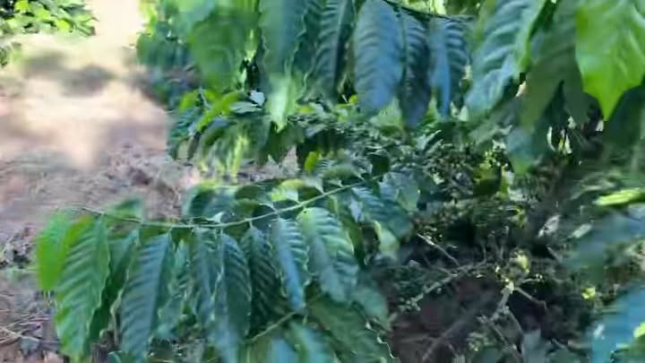 Đất nông nghiệp 14.000m² tại xã Hra - Gia Lai chỉ 1.4 tỷ - Đầu tư sinh lời cao!