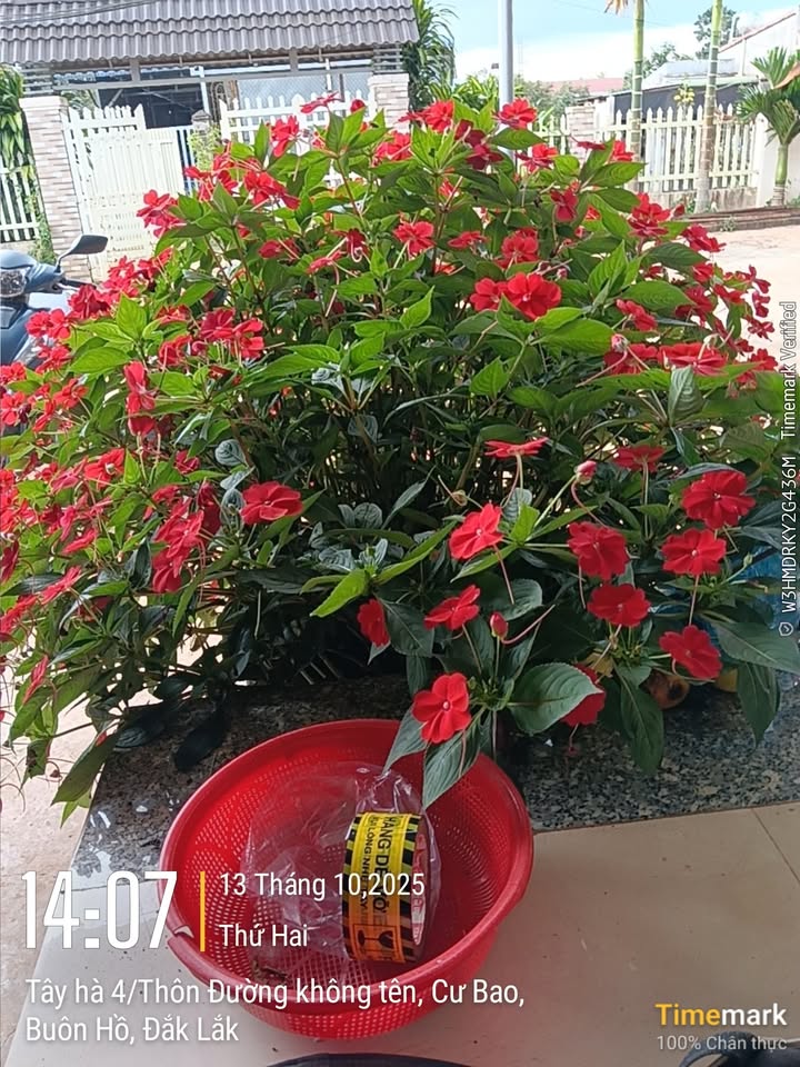 Đất thổ cư 330m² tại Sơn Lộc 1, Cư Bao chỉ 1.55 tỷ - Cơ hội đầu tư lý tưởng!