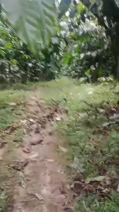 Đất nền Tân Lâm Di Linh 10.000m² giá 5.35 tỷ - Pháp lý đầy đủ, đầu tư sinh lời!