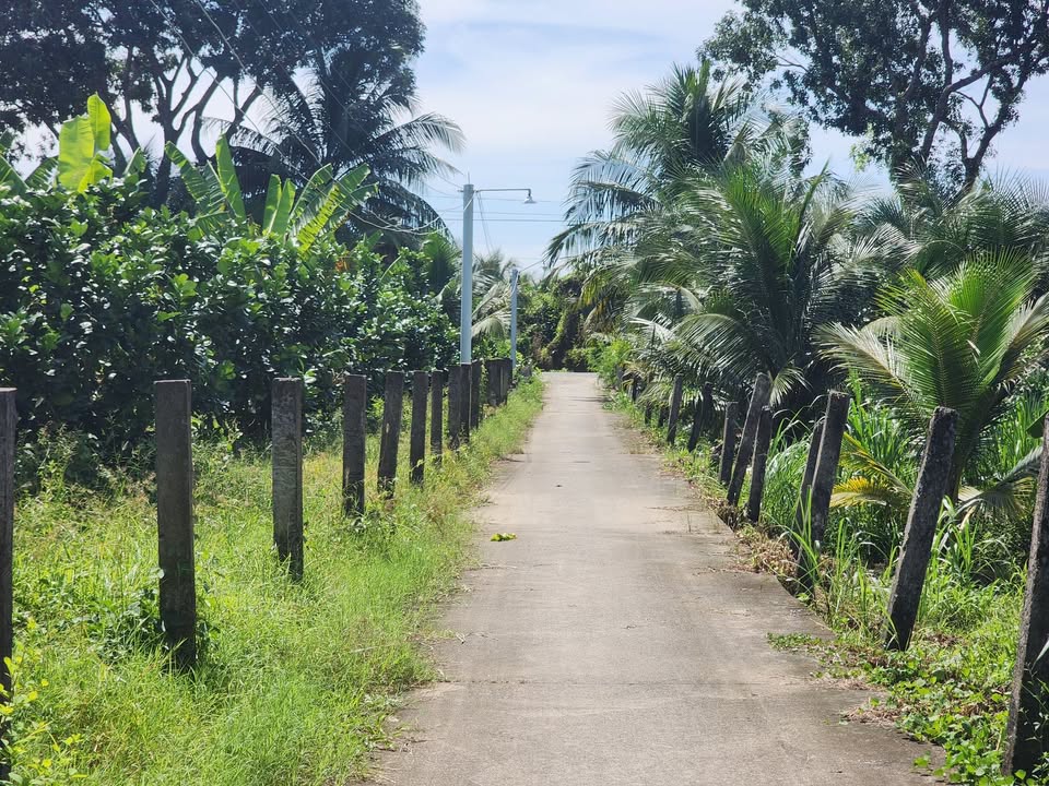 Đất nền Mỹ Tho 256m² giá chỉ 800 triệu - Sổ đỏ chính chủ sẵn sàng công chứng!